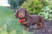 Leo, a male Miniature Dachshund for sale in Sugarcreek, OH – 1 of 8