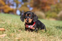 Chase, a male Miniature Dachshund for sale in Sugarcreek, OH – 9 of 10