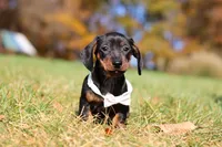 Jordan, a male Miniature Dachshund for sale in Sugarcreek, OH – 5 of 9