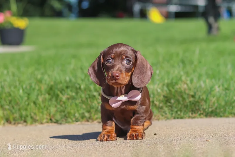 Lily – Miniature Dachshund puppy for sale in Sugarcreek, OH