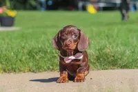 Lily, a female Miniature Dachshund for sale in Sugarcreek, OH – 1 of 8
