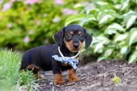 Rascal, a male Miniature Dachshund for sale in Sugarcreek, OH – 5 of 7