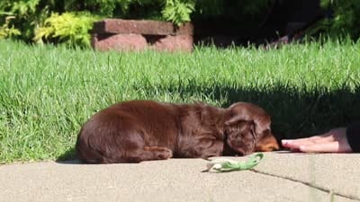 Lyn, a male Miniature Dachshund for sale in Sugarcreek, OH – 9 of 9