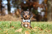 Jackson, a male Miniature Dachshund for sale in Sugarcreek, OH – 4 of 10