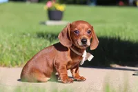 Bo, a male Miniature Dachshund for sale in Sugarcreek, OH – 2 of 8