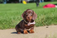 Lily, a female Miniature Dachshund for sale in Sugarcreek, OH – 3 of 8
