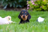 Anson, a male Miniature Dachshund for sale in Sugarcreek, OH – 3 of 9