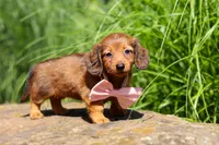 Allie, a female Miniature Dachshund for sale in Sugarcreek, OH – 5 of 10