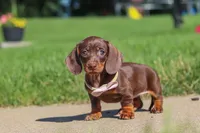 Lily, a female Miniature Dachshund for sale in Sugarcreek, OH – 4 of 8