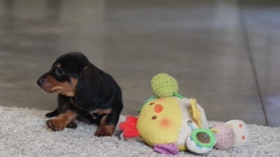 Charlie, a male Miniature Dachshund for sale in Sugarcreek, OH – 8 of 8