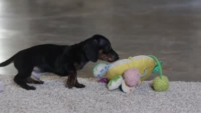 Jordan, a male Miniature Dachshund for sale in Sugarcreek, OH – 9 of 9