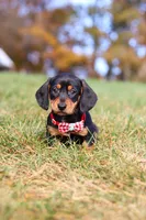 Chase, a male Miniature Dachshund for sale in Sugarcreek, OH – 7 of 10