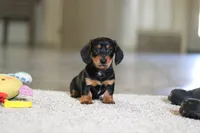Chase, a male Miniature Dachshund for sale in Sugarcreek, OH – 3 of 10