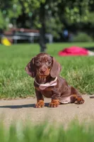 Lily, a female Miniature Dachshund for sale in Sugarcreek, OH – 6 of 8