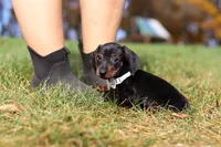 Jordan, a male Miniature Dachshund for sale in Sugarcreek, OH – 7 of 9
