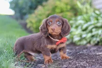 Leo, a male Miniature Dachshund for sale in Sugarcreek, OH – 3 of 8