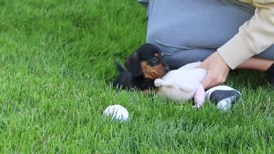 Anson, a male Miniature Dachshund for sale in Sugarcreek, OH – 9 of 9
