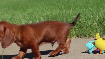 Bo, a male Miniature Dachshund for sale in Sugarcreek, OH – 8 of 8