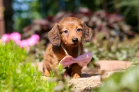 Allie, a female Miniature Dachshund for sale in Sugarcreek, OH – 9 of 10