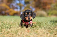Chase, a male Miniature Dachshund for sale in Sugarcreek, OH – 1 of 10