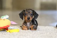 Jackson, a male Miniature Dachshund for sale in Sugarcreek, OH – 2 of 10
