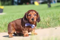 Ben, a male Miniature Dachshund for sale in Sugarcreek, OH – 4 of 9