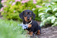 Rascal, a male Miniature Dachshund for sale in Sugarcreek, OH – 2 of 7