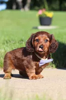 Ben, a male Miniature Dachshund for sale in Sugarcreek, OH – 6 of 9