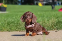 Lily, a female Miniature Dachshund for sale in Sugarcreek, OH – 7 of 8