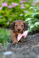 Allie, a female Miniature Dachshund for sale in Sugarcreek, OH – 7 of 10