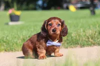 Ben, a male Miniature Dachshund for sale in Sugarcreek, OH – 3 of 9