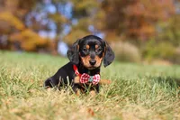 Chase, a male Miniature Dachshund for sale in Sugarcreek, OH – 5 of 10