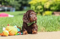 Lyn, a male Miniature Dachshund for sale in Sugarcreek, OH – 2 of 9