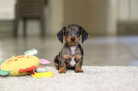 Jackson, a male Miniature Dachshund for sale in Sugarcreek, OH – 5 of 10