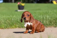Bo, a male Miniature Dachshund for sale in Sugarcreek, OH – 5 of 8