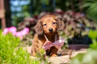 Allie, a female Miniature Dachshund for sale in Sugarcreek, OH – 2 of 10