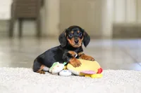 Charlie, a male Miniature Dachshund for sale in Sugarcreek, OH – 1 of 8