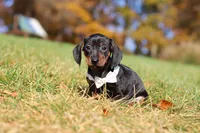 Jordan, a male Miniature Dachshund for sale in Sugarcreek, OH – 8 of 9