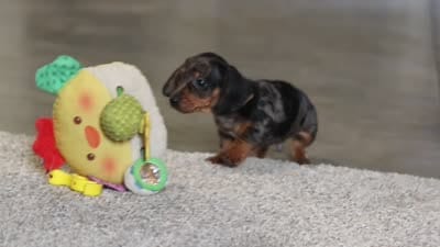 Jackson, a male Miniature Dachshund for sale in Sugarcreek, OH – 10 of 10
