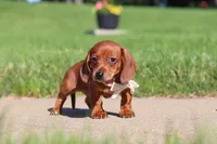 Bo, a male Miniature Dachshund for sale in Sugarcreek, OH – 4 of 8