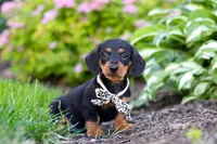 Anson, a male Miniature Dachshund for sale in Sugarcreek, OH – 4 of 9