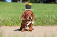 Bo, a male Miniature Dachshund for sale in Sugarcreek, OH – 3 of 8