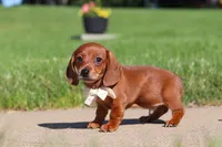Bo, a male Miniature Dachshund for sale in Sugarcreek, OH – 6 of 8