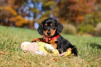 Chase, a male Miniature Dachshund for sale in Sugarcreek, OH – 8 of 10