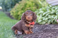 Leo, a male Miniature Dachshund for sale in Sugarcreek, OH – 6 of 8