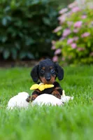 Ronnie, a male Miniature Dachshund for sale in Sugarcreek, OH – 5 of 8
