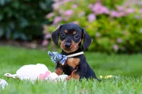 Rascal, a male Miniature Dachshund for sale in Sugarcreek, OH – 6 of 7