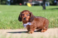Ben, a male Miniature Dachshund for sale in Sugarcreek, OH – 7 of 9