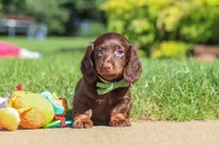 Lyn, a male Miniature Dachshund for sale in Sugarcreek, OH – 1 of 9