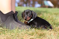 Jordan, a male Miniature Dachshund for sale in Sugarcreek, OH – 2 of 9